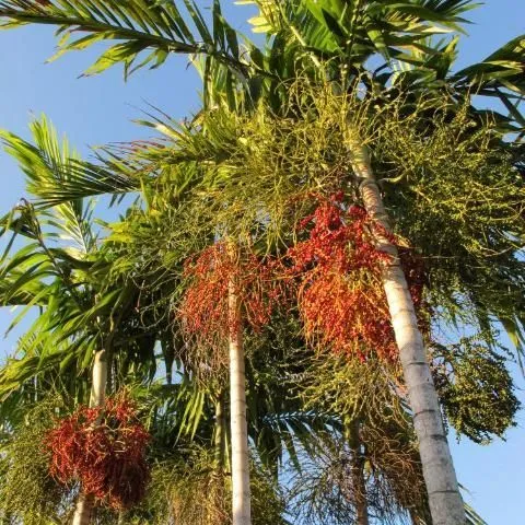 thumbnail for publication: Ptychosperma elegans, Solitaire Palm